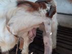 Farm Goat