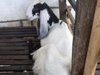 Jamunapari Goat