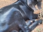 ஜமுனா பரி கிடாய்