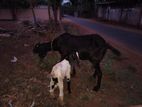 ஜமுனாபாரி ஆடு