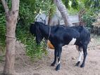 ஜமுனாபாரி ஆடு