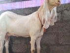 ஜமுனாபாரி ஆடு