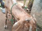 Jamunapari Mix Goat