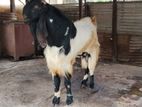 Farm Goat