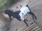 ஜமுனாபாறி கடா