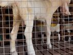 Jamnapari Goat
