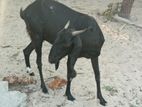 ஜமுனாப்பாரி
