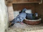 Pigeons