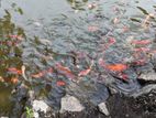 ජපන් Koi Fish Farm – අධි වාණිජ ආයෝජන අවස්ථාවක්