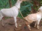Goats