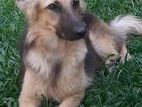 German Shepherd Dog