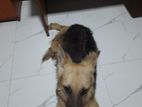 German Shepherd Female
