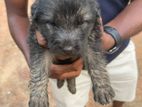 German Shepherd puppy