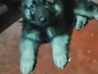 German Shepherd Long Coat Puppy