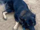 German Shepherd Dog For Crossing
