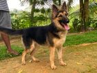 ජර්මන් ශෙපඩ් Female Dog