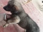 ජර්මන් ශෙපඩ්