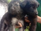 German Shepherd Puppies
