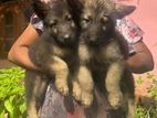 German Shepherd Puppies