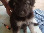 German Shepherd Puppy