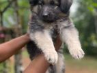 German Shepherd Puppy