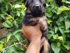 German Shepherd Puppies