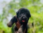 ජර්මන් ශපට් බල්ලන්