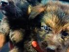 German Shepherd Puppies