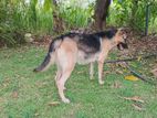 German Shepherd Dog