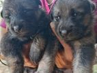 German Shepherd Puppy