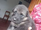 German Shepherd Puppy