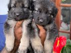 German Shepherd Puppies