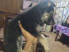 German Shepherd Long Coat Puppy