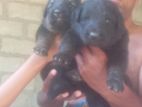 ජර්මන්ෂපට් Puppies
