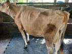 ජර්සි එලදෙන විකිණීමට