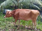 ජර්සි ෆ්රීශියන් වැස්සි