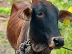 ජර්සි නැම්බියන් විකිණිමට