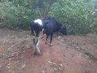 ජර්සි වර්ගයේ ගවයකු