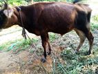 ජර්සි වස්සා