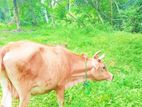 ගවයන්