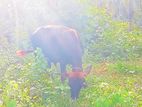 ගවයන් 3 දෙනෙකු