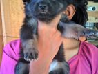 German Shepherd Dog