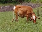 Cow