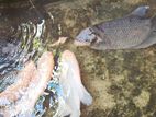 Gourami Fishes Set