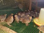 Jumbo cross Quail ( වටු කිරිල්ලියන්)