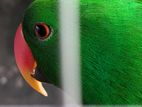 Jumbo Eclectus Breeding pair