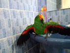 Jumbo Eclectus Male Bird