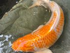 Jumbo Koi Kujaku