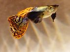 Jumbo Mosaic Guppy