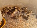 Jumbo Quail (ஜம்போ காடை)